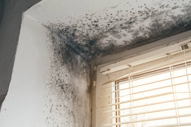 Affordable Mold Cleanup solutions in Riverside, MD